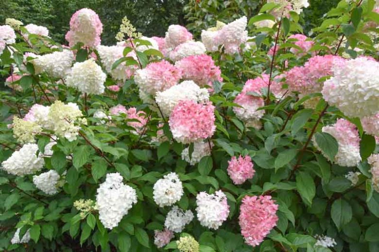 Hydrangea Paniculata 'Vanille Fraise', Vanilla Strawberry Hydrangea, Hydrangea 'Vanille Fraise', Panicle Hydrangea 'Vanille Fraise', Paniculate Hydrangea 'Vanille Fraise', Hydrangea paniculata 'Vanilla Strawberry', Hydrangea paniculata 'Renhy'