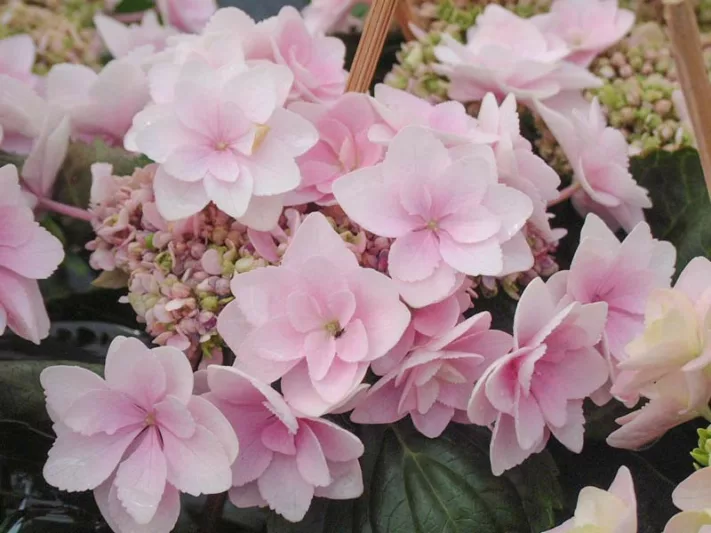 Hydrangea Macrophylla 'Eternity', Bigleaf Hydrangea 'Eternity', Mophead Hydrangea 'Eternity', Hydrangea macrophylla 'Youmetwo', Hydrangea macrophylla 'RIE2', You-Me Series, Pink Hydrangea, Blue Hydrangea, Double Hydrangea