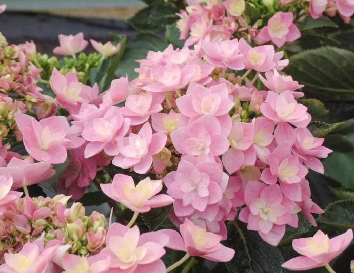 Hydrangea Macrophylla 'Eternity', Bigleaf Hydrangea 'Eternity', Mophead Hydrangea 'Eternity', Hydrangea macrophylla 'Youmetwo', Hydrangea macrophylla 'RIE2', You-Me Series, Pink Hydrangea, Blue Hydrangea, Double Hydrangea