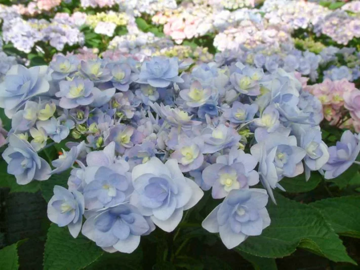 Hydrangea Macrophylla 'Passion', Bigleaf Hydrangea 'Passion', Mophead Hydrangea 'Passion', Hydrangea macrophylla 'Youmefour', Hydrangea macrophylla 'RIE4', You-Me Series, Pink Hydrangea, Blue Hydrangea, Double Hydrangea