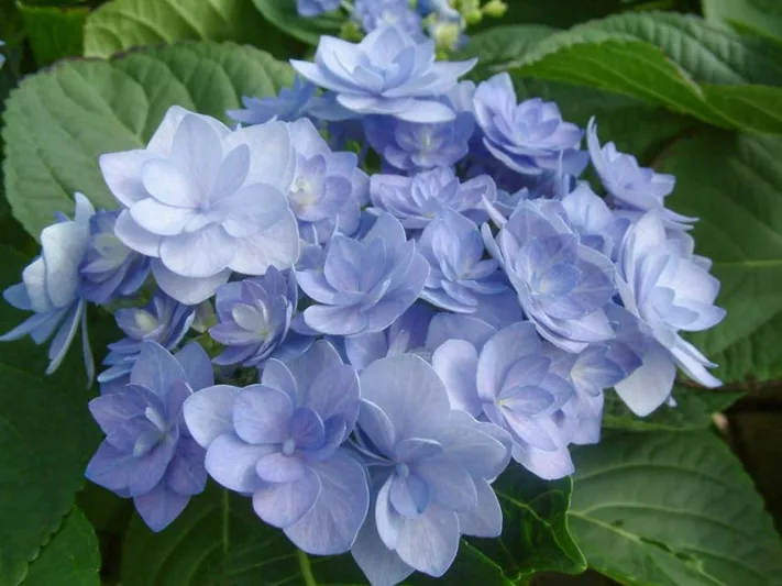 Hydrangea Macrophylla 'Romance', Bigleaf Hydrangea 'Romance', Mophead Hydrangea 'Romance', Hydrangea macrophylla 'Youmenine', Hydrangea macrophylla 'RIE9', Pink Hydrangea, Blue Hydrangea, Double Hydrangea