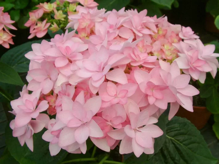 Hydrangea Macrophylla 'Romance', Bigleaf Hydrangea 'Romance', Mophead Hydrangea 'Romance', Hydrangea macrophylla 'Youmenine', Hydrangea macrophylla 'RIE9', Pink Hydrangea, Blue Hydrangea, Double Hydrangea