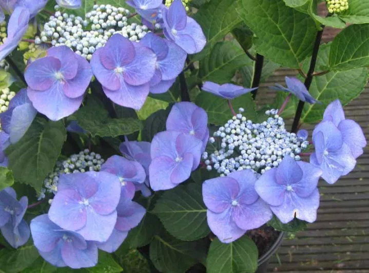 Hydrangea Macrophylla 'Zorro', Bigleaf Hydrangea 'Zorro', Lacecap Hydrangea 'Zorro', Hydrangea 'Zorro', Blue Hydrangea, Pink Hydrangea