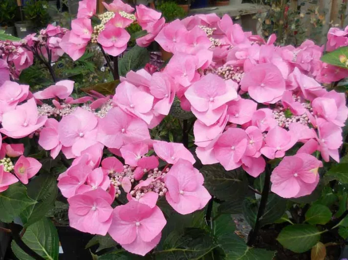 Hydrangea Macrophylla 'Zorro', Bigleaf Hydrangea 'Zorro', Lacecap Hydrangea 'Zorro', Hydrangea 'Zorro', Blue Hydrangea, Pink Hydrangea