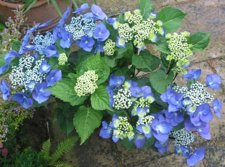 Hydrangea Macrophylla 'Zorro', Bigleaf Hydrangea 'Zorro', Lacecap Hydrangea 'Zorro', Hydrangea 'Zorro', Blue Hydrangea, Pink Hydrangea