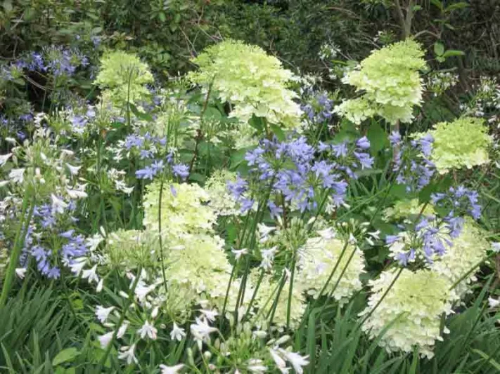 Hydrangea Arborescens Incrediball, Smooth Hydrangea Incrediball, Hydrangea Incrediball, White hydrangea, Best hydrangeas
