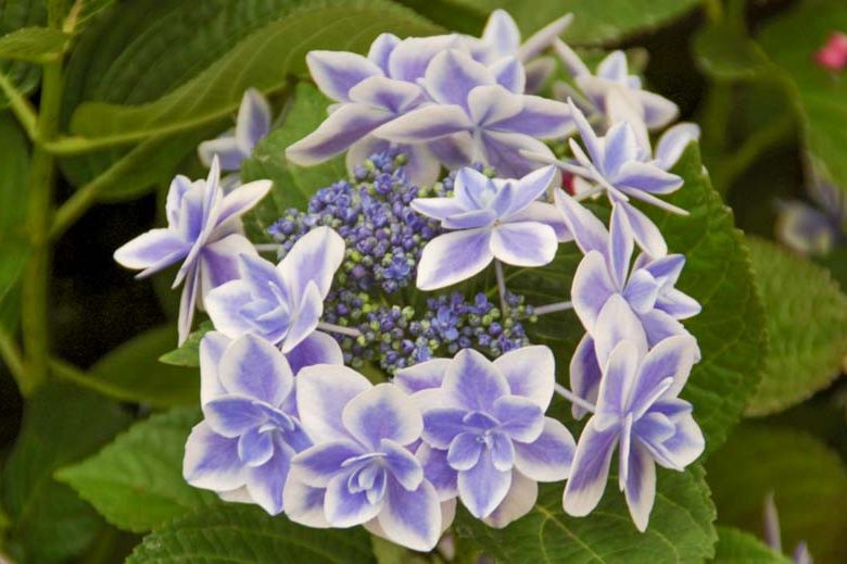 Hydrangea Macrophylla 'Star Gazer', Bigleaf Hydrangea 'Star Gazer', Lacecap Hydrangea 'Star Gazer', Hydrangea macrophylla 'Kompeito', Double Delight Series, Pink Hydrangea, Blue Hydrangea, Double Hydrangea