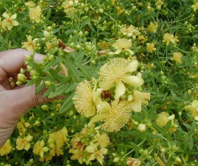 Hypericum Kalmianum