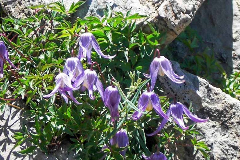 Clematis columbiana, Rock Clematis, group 1 clematis, Small-flowered Clematis, purple clematis, Clematis Vine, Clematis Plant, Flower Vines, Clematis Flower, Clematis Pruning