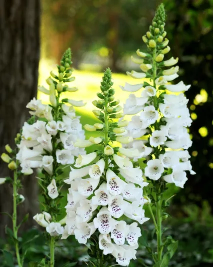 Digitalis Purpurea Dalmatian White, Common Foxglove Dalmatian White, Dalmatian White Foxglove, Foxglove Dalmatian White, Lady's Glove Dalmatian White, White floxgloves