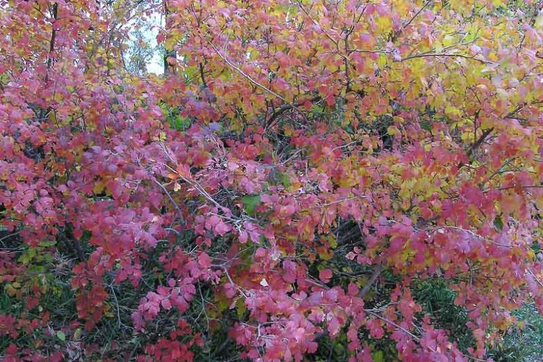 rhus trilobata, sumac