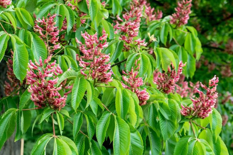 Aesculus pavia, Red Buckeye, Red Horse Chestnut, Red Flowers,