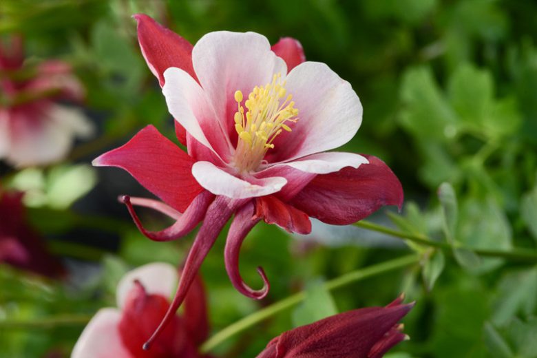 Aquilegia Earlybird Red White (Columbine), Columbine Earlybird Red White, Granny's Bonnet Earlybird Red White, Earlybird series, Red Columbine, Red Aquilegia, Bicolor Columbine,