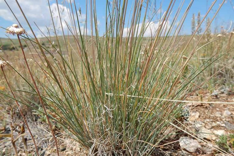 Festuca idahoensis, Blue Bunchgrass, Bunchgrass Fescue, Idaho Fescue