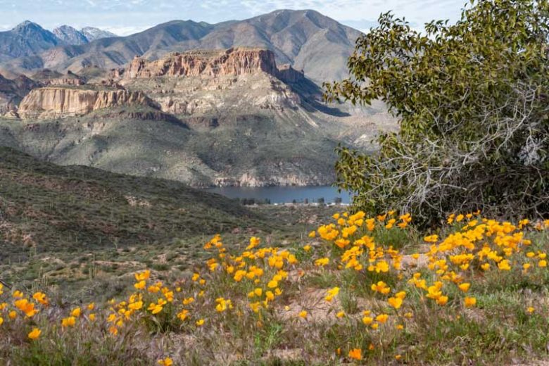 Eschscholzia californica ssp. mexicana, Mexican Gold Poppy, Eschscholzia mexicana, California Poppy, Golden Poppy, California Sunlight, Cup of Gold, Golden Cup, California Poppies, Yellow flowers