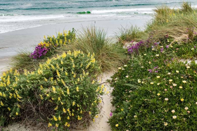 Lupinus arboreus, Yellow Bush Lupine, Bush Lupine, Tree Lupine, Yellow Flowers, Yellow Perennial