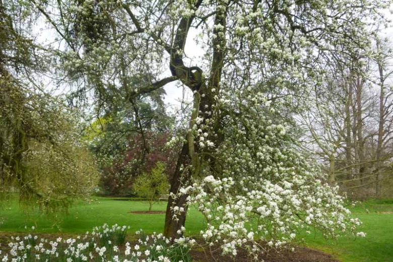 Pyrus nivalis, Snow Pear, Alpine pear, Snow tree, Pear Tree