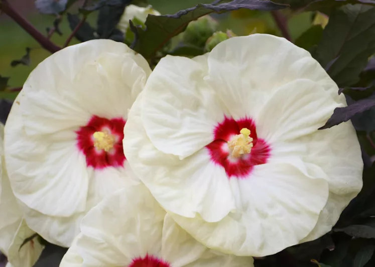 Hibiscus 'French Vanilla', Rose Mallow 'French Vanilla', Shrub Althea 'French Vanilla', Summerific Collection, Flowering Shrub, White flowers, White Hibiscus