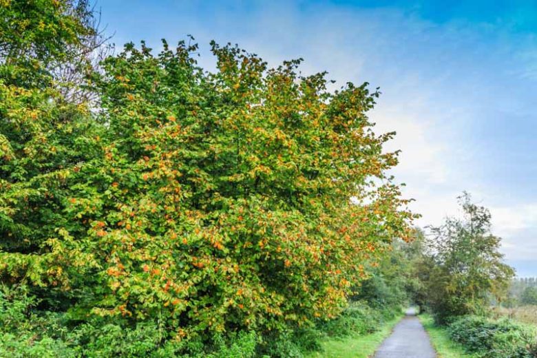 Corylus avellana, Hazel, Cobnut, Common Filbert, European Hazelnut, Hale Nut, Hazelnut, Stock Nut, Wood Nut, Deciduous Shrubs, Fall color, Yellow catkins