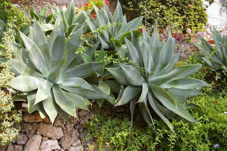 Agave attenuata,Fox Tail Agave,  Lion's Tail Agave, Swan's Neck Agave, Agave cernua, Agave glaucescens, Agave pruinosa