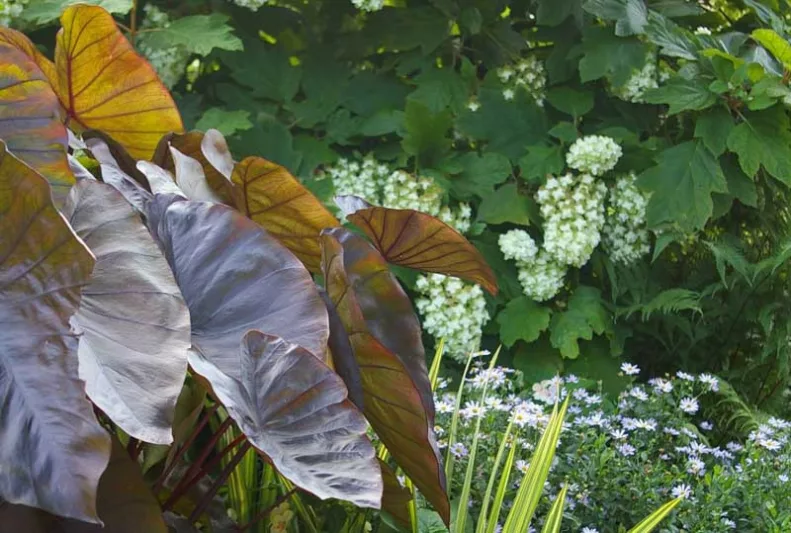 Colocasia esculenta, Taro', Elephant Ears, evergreen perennial, Shade Perennial, Aivi, Bleeding Heart, Cocoyam, Dasheen, Eddo, Egyptian Ginger,  Imo, Kalo, Keladi, Talas, Callaloo, Dalo, Colo