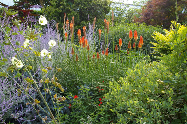 Kniphofia Flamenco, Poker Plant 'Flamenco', Red Hot Poker 'Flamenco', Torch Lily 'Flamenco', Tritoma 'Flamenco'