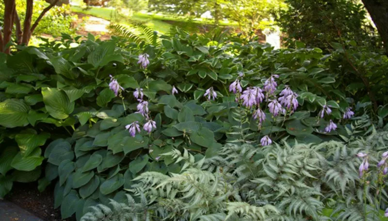 Hosta 'Royal Standard', Plantain Lily 'Royal Standard', 'Royal Standard' Hosta, Hosta 'Wayside Perfection', Shade perennials, Plants for shade
