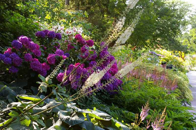 Baneberry, Bugbane, Cimicifuga simplex, Cohosh, Snakeroot, shade perennial, fragrant flowers, late summer flowers