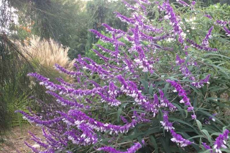 Salvia Leucantha, Mexican Bush Sage, Fall flowering perennial