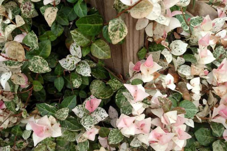 Trachelospermum asiaticum Snow-N-Summer, Asiatic Jasmine Snow-N-Summer, Dwarf Confederate Jasmine Snow-N-Summer, Japanese Star Jasmine, Tricolor Jasmine, Fragrant vine, Fragrant groundcover, White flowers