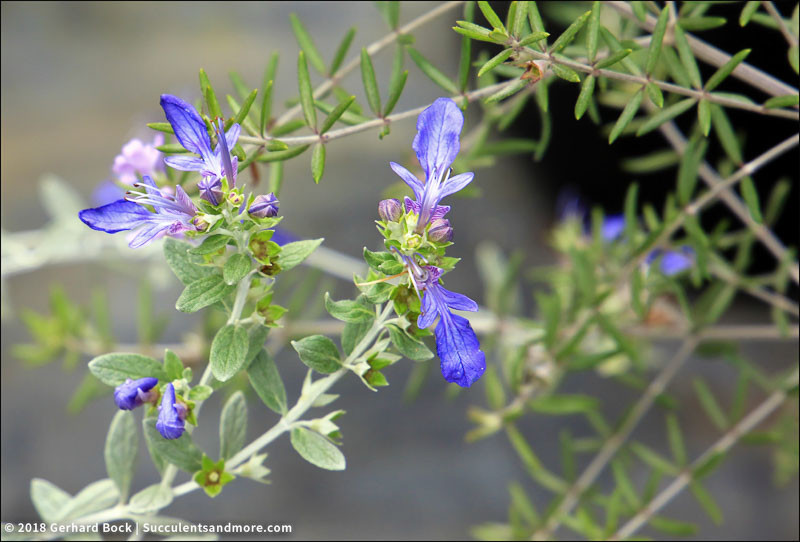 Teucrium, Germander, Tree Germander, Shrubby Germander, Bush Germander, Silver Germander, Drought Tolerant Plants, Drought Tolerant Perennials