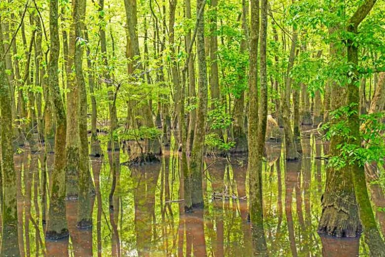 Nyssa aquatica, Water Tupelo, Blackgum, Sourgum, Cotton Gum, Swamp Tupelo, Water Gum, Nyssa uniflora, Tree with fall color, Fall color, Attractive bark Tree, Golden leaves