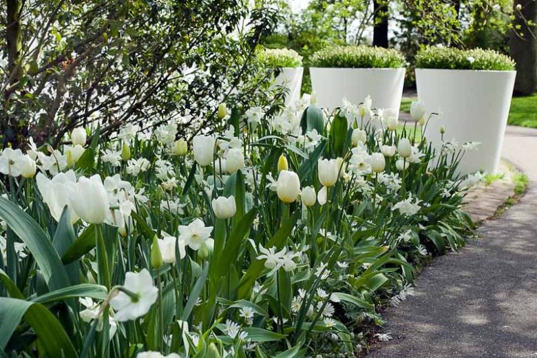 Tulipa Hakuun, Tulip 'Hakuun', Darwin Hybrid Tulip 'Hakuun', Darwin Hybrid Tulips, Spring Bulbs, Spring Flowers, Tulipe Hakuun, Darwin tulip, Tulipe Darwin