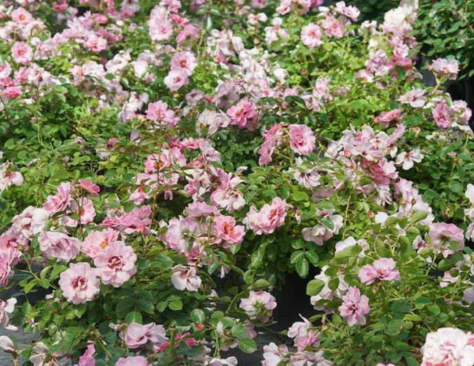 Rose Ringo Double Pink, Rosa Ringo Double Pink, Ringo Double PinkRose, Shrub Roses, Rose bushes, Garden Roses, Rosa 'ChewDelight', Pink Roses, Pink Flowers, Groundcover Rose,