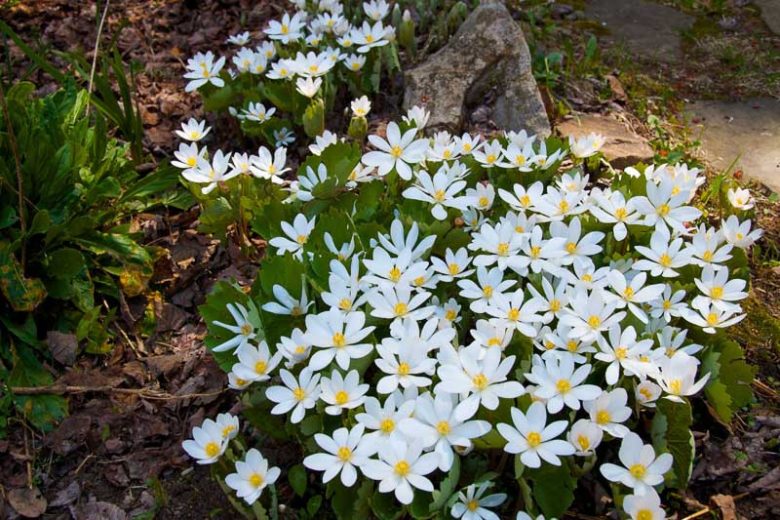 Sanguinaria canadensis, Canada Puccoon, Bloodroot, Red Puccoon, Bloodwort, Cornroot, Indian Paint, Red Indian Paint, Snakebite, Sweet Slumber, Tetterwort, Turmeric, Shade perennials, White flowers