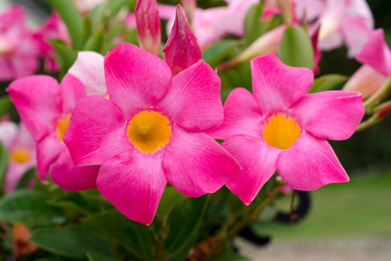 Mandevilla splendens, Shining Mandevilla, Mandevilla Sanderi, Dipladenia splendens, Evergreen Shrub, Evergreen Vine, Evergreen Climber, Pink Flowers