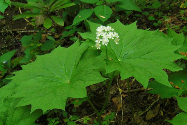 Diphylleia cymosa, American Umbrellaleaf, Umbrella Leaf,  white flowers, shade perennials