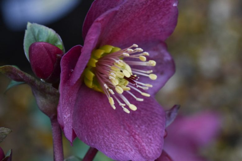 Helleborus 'HGC Ice 'n' Roses Red', Ice 'n' Roses Red Hellebore, Hellebore 'HGC Ice 'n' Roses Red', Lenten Rose 'HGC Ice 'n' Roses Red', Red Hellebore, Single Hellebore