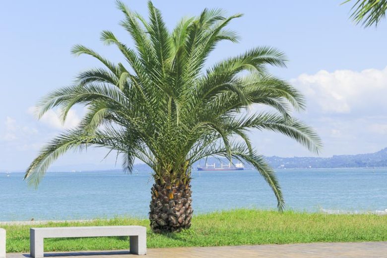 Phoenix canariensis, Canary Island Date Palm, Canary Date Palm, Slender Date Palm, Drought tolerant tree, Palm Tree