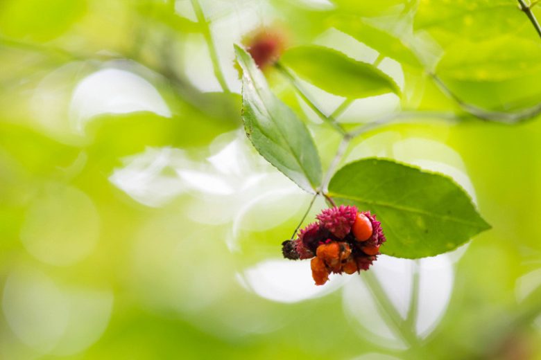 Euonymus americanus, American Strawberry Bush, Strawberry Bush, Brook Euonymus, Hearts-a-burstin, Bursting Heart, Wahoo, Euonymus americana, shrubs, fall color, shrub with berries, red leaves