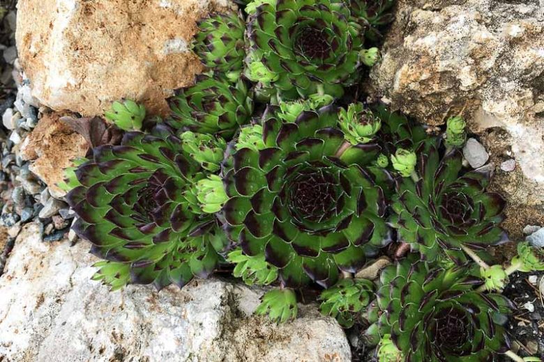Sempervivum Appletini, Hens and Chicks Appletini, Houseleek Appletini, Sempervivum 'Reinhard', Houseleek 'Reinhard', Chick Charms Series, succulent, evergreen succulent, Red Succulent, drought tolerant perennial, drought tolerant plant