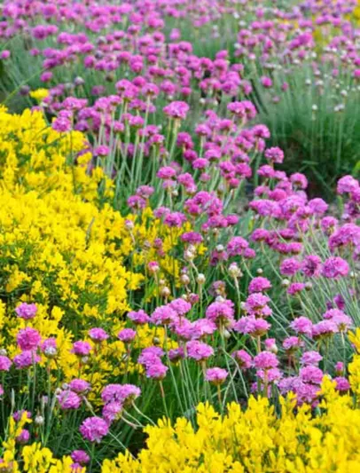 Armeria Maritima , Sea Thrift, Thrift, Sea Pink, Cliff Rose, Cushion Pink, Lady's Cushion, Lady's Pincushion, Marsh Daisy, Sea Gilliflower, Sea Grass, ground covers, grouncover, perennial ground cover