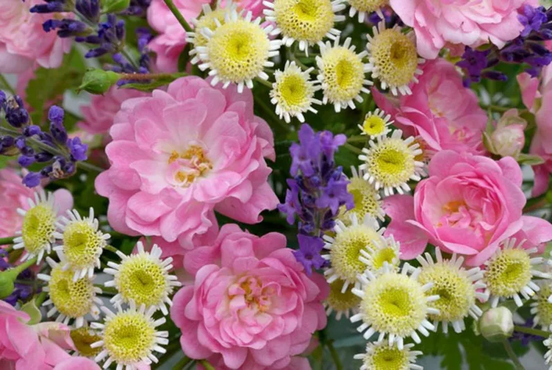 Feverfew, Maids, Pale Maids, Pellitory, Bachelor's Buttons, Maithes, Matricaria Parthenium, Chrysanthemum Parthenium