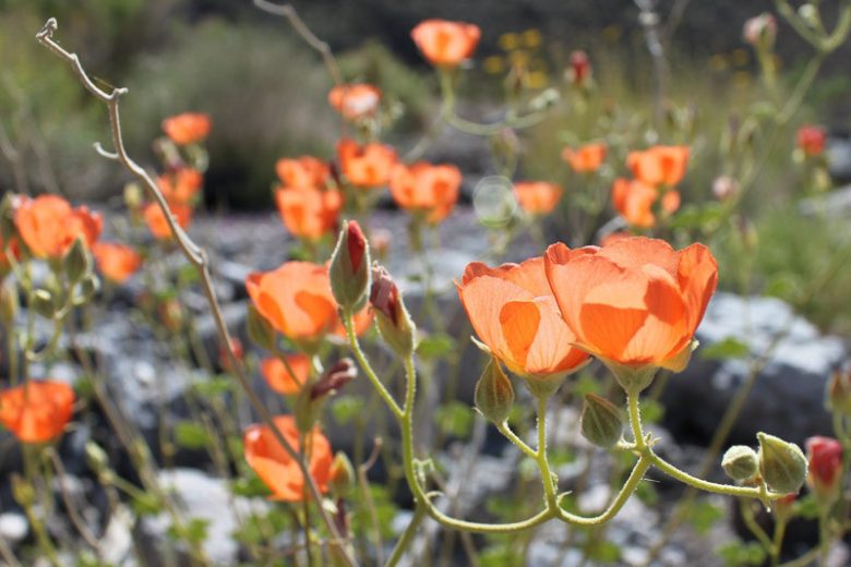 Sphaeralcea ambigua, Desert Globemallow, Apricot Globe-Mallow, Desert Mallow, Globe Mallow, Apricot Mallow, Orange Flowers