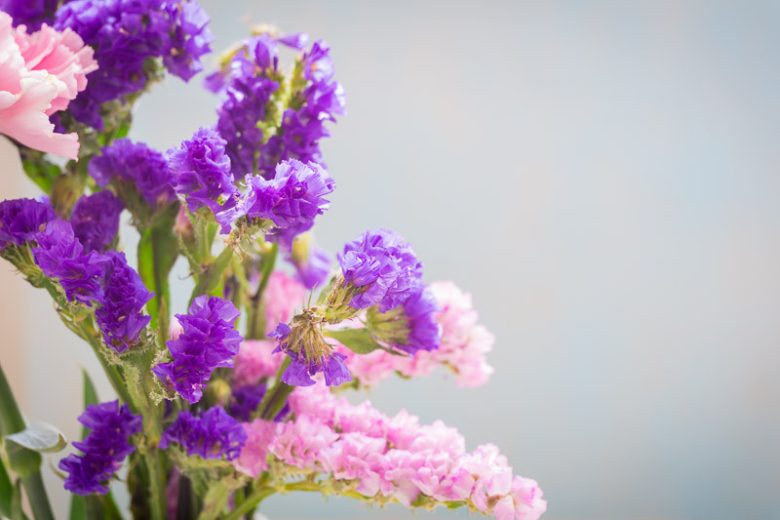Limonium sinuatum, Wavyleaf Sea Lavender, Sea Lavender, Statice, Notch Leaf Marsh Rosemary, Sea Pink, Purple Flowers, Drought tolerant flowers,