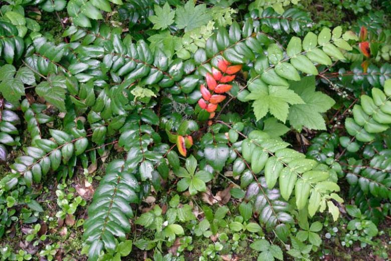Mahonia nervosa, Cascade Barberry, Cascade Oregon-Grape, Dwarf Oregon-Grape, Berberis nervosa, Yellow Flowers, Blue Berries, evergreen shrub