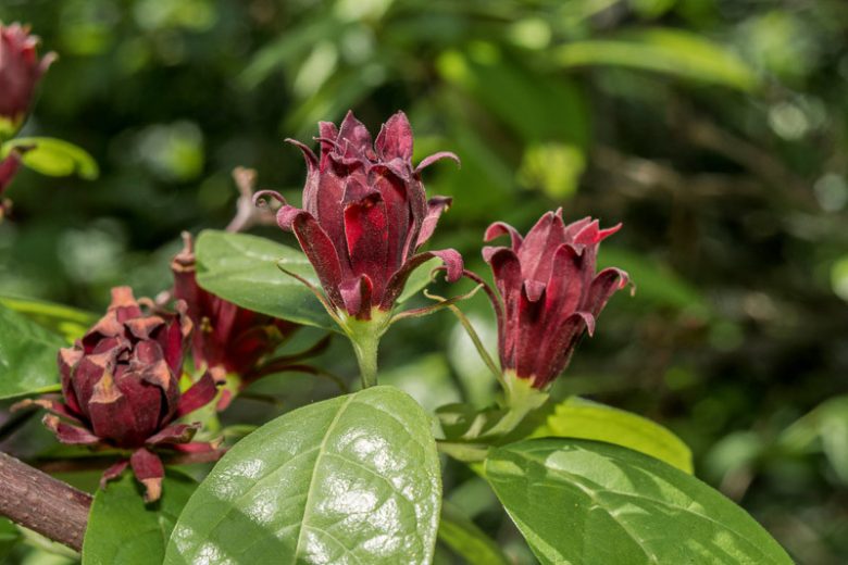 Calycanthus Floridus, Eastern Sweetshrub, Carolina Allspice, Sweet Shrub, Strawberry Shrub