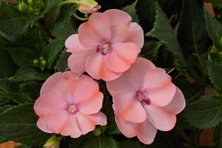 Impatiens 'Sunpatiens Compact Blush Pink', Sunpatiens Compact Blush Pink Impatiens, Mounding Impatiens, Pink Impatiens, Pink Flowers