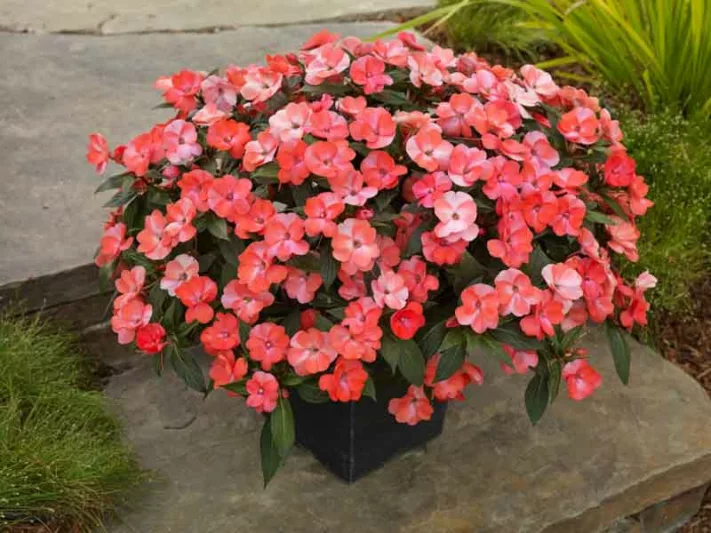 Impatiens 'Sunpatiens Spreading Pink Flash ', Sunpatiens Spreading Pink Flash  Impatiens, Spreading Impatiens, Pink Impatiens, Pink Flowers