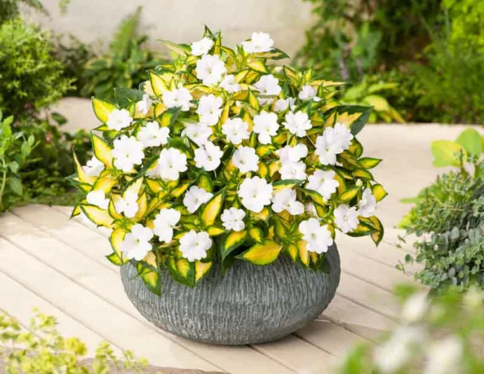 Impatiens 'Sunpatiens Spreading Variegated White', Sunpatiens Spreading Variegated White Impatiens, Spreading Impatiens, White Impatiens, White Flowers